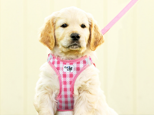 Curli Puppy Set Hundesele Y-sele Pink Dots