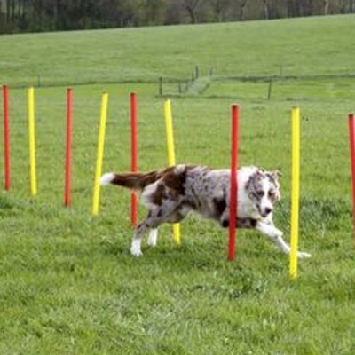 Kerbl Smidighet treningssett til hund