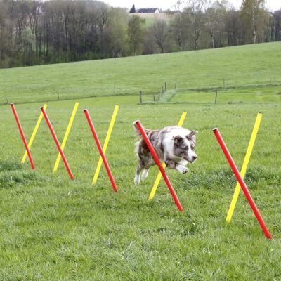 Kerbl Smidighet treningssett til hund