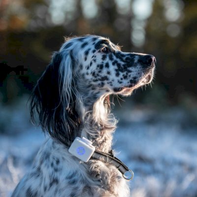 Lilcat Lildog GPS-tracker til hund
